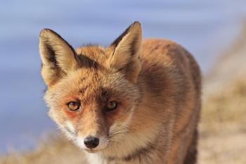 �߿Ƽ���ǧ�ľ���Ƶ�����ϣ�����Աɹ4Ԫ������ 2��1��1��(ͼ)...